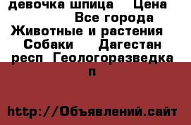 девочка шпица  › Цена ­ 40 000 - Все города Животные и растения » Собаки   . Дагестан респ.,Геологоразведка п.